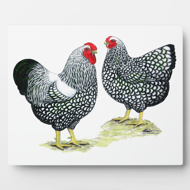 Plaque Photo Wyandottes Paire en argent (Devant)