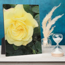 Yello Rose