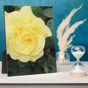 Plaque Photo Yello Rose