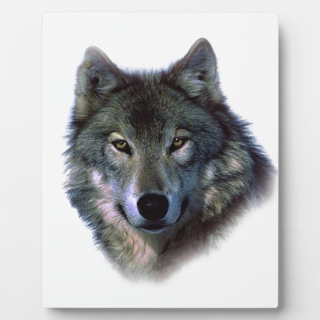 Plaque Photo Yeux de loup gris (Devant)