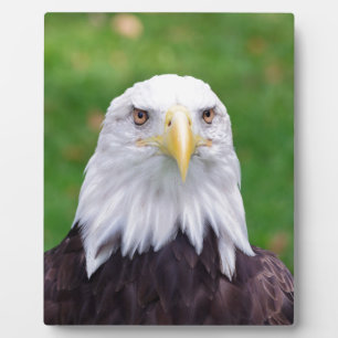 Plaque Photo Yeux d'un aigle
