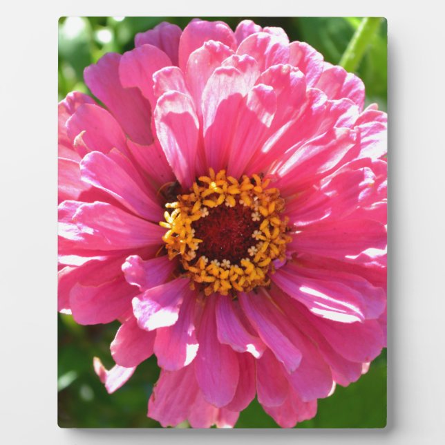 Plaque Photo Zinnia rose (Devant)