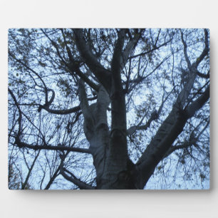 Plaque photographique en silhouette de l'arbre