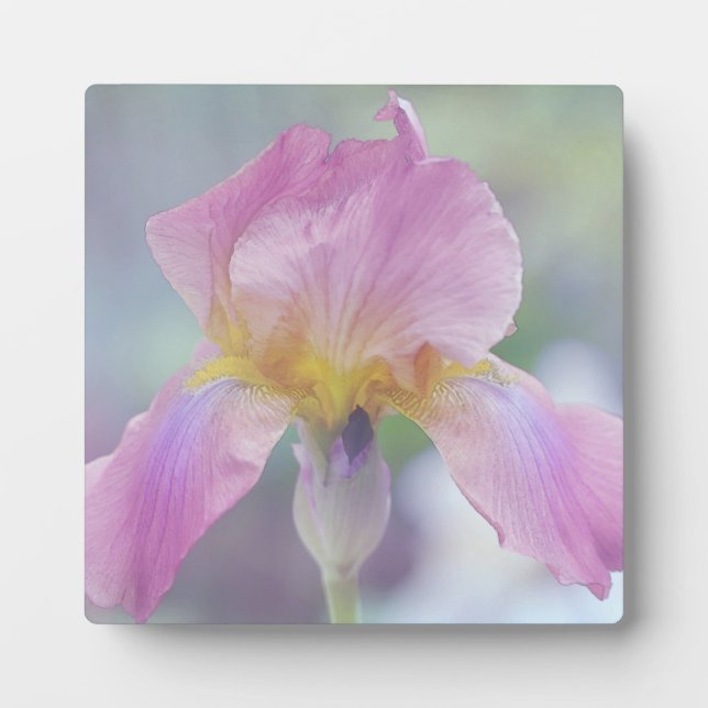 Plaque w/Easle The Iris in Pastellfarben Fotoplatte (Vorderseite)
