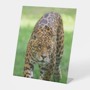 Plastikschild 10" x 12" CusPedestal-Zeichen Sockelschild