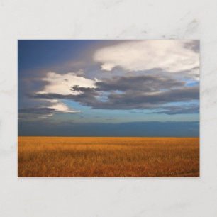 Plastkarte für das Weizenfeld, Fine Oil Painting Postkarte