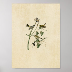 Plate 153 Yellow-Crown Warbler Poster
