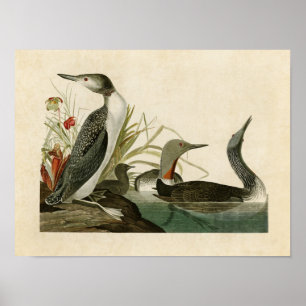 Plate 202 Roter Throter Taucher Vögel in Ameri Poster
