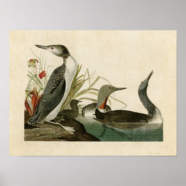 Plate 202 | Roter Throter Taucher | Vögel in Ameri Poster (Vorne)