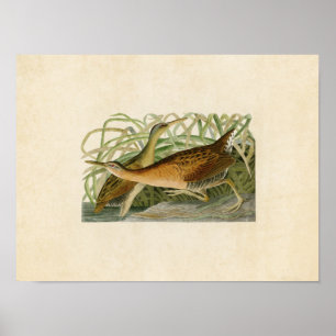 Plate 203 Freshwater Marsh Hen Poster
