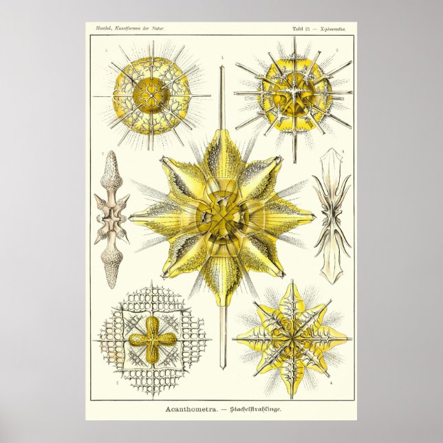 Plate 21 Acanthometra Poster (Vorne)