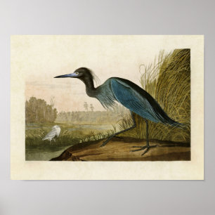 Plate 307   Blauer Kranich oder Heron   Vögel in A Poster