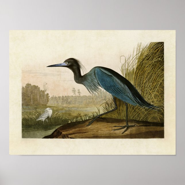 Plate 307 | Blauer Kranich oder Heron | Vögel in A Poster (Vorne)