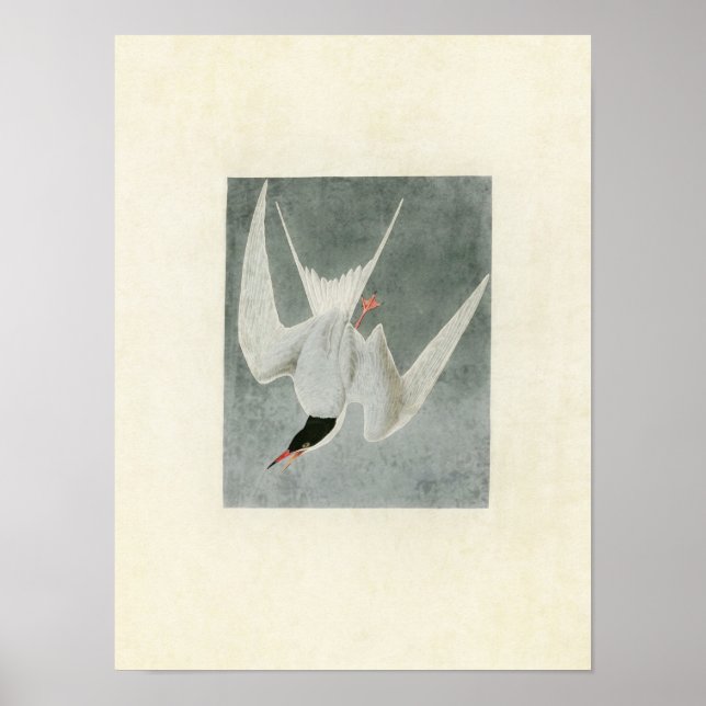Plate 309 | Great Tern | Vögel in Amerika Poster (Vorne)