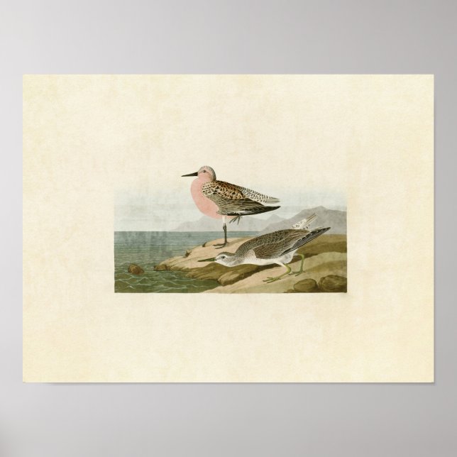 Plate 315 | Red-Breasted Sandpiper Poster (Vorne)