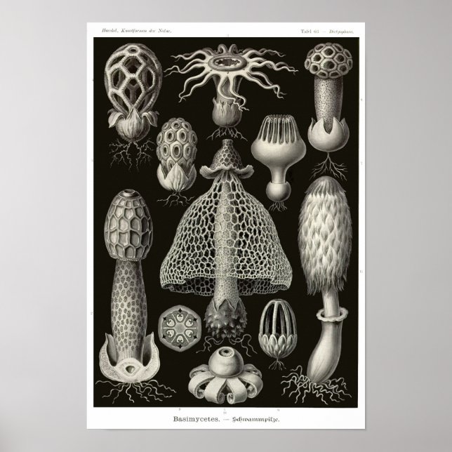 Plate 63. Basidiomyceten. Poster (Vorne)