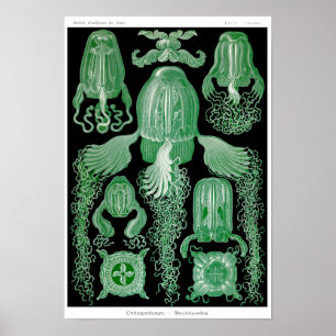 Plate 78. Kubomedusae Poster