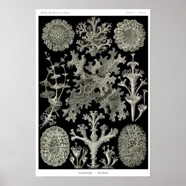 Plate 83. Lichen. Poster (Vorne)