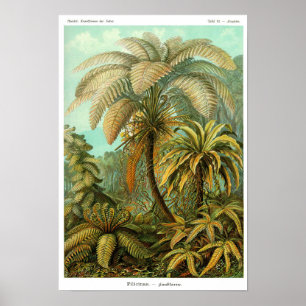 Plate 92. Filicinae Poster