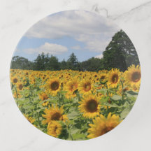 Plateau de tringle de terrain de tournesol