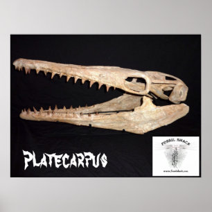 Platecarpus Mosasaur Schädel Poster