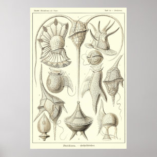 Platte 14 Peridinea Poster