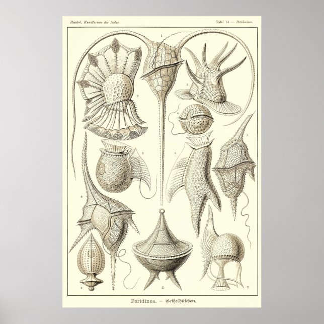 Platte 14 Peridinea Poster (Vorne)
