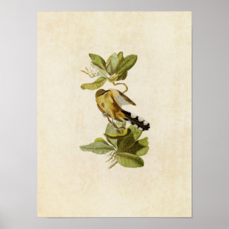 Platte 169 | Mangrove Cuckoo | Vögel in Amerika Poster