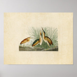 Platte 210   Geringstes Bittern   Vögel in Amerika Poster