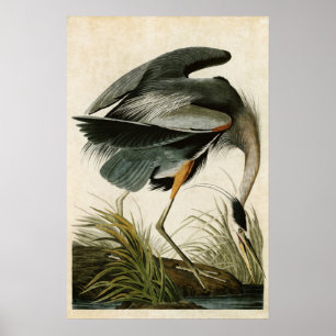 Platte 211 Great Blue Heron Vögel in Amerika Poster