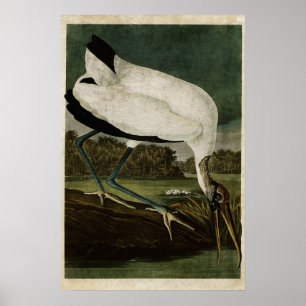 Platte 216   Holz Ibis   Vögel in Amerika Poster