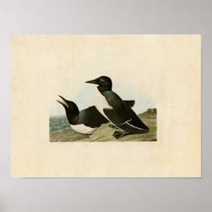 Platte 218 Foolish Guillemot Vögel in Amerika Poster