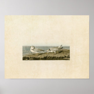 Platte 220 | Rohrpflaster | Vögel in Amerika Poster