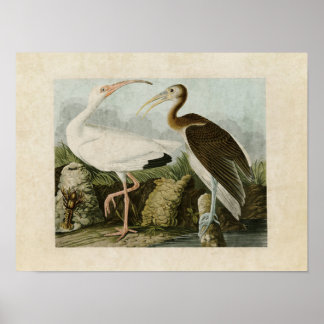 Platte 222 | White Ibis | Vögel in Amerika Poster