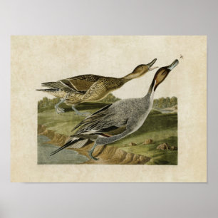 Platte 227 Button-Schwanzente Vögel in Amerika Poster