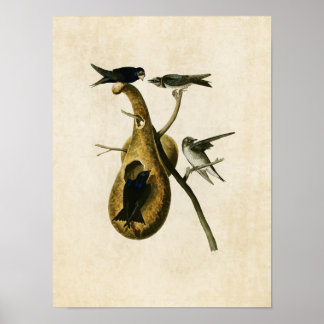 Platte 22 | Lila Martin | Vögel in Amerika Poster