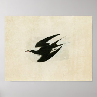 Platte 235 | Sooty Tern | Vögel in Amerika Poster