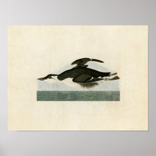 Platte 245 Tick-Billed Murre Vögel in Amerika Poster