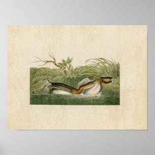 Platte 248 American Pied Billed Dobchick Poster