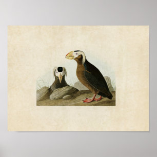 Platte 249   Tufted Auk   Vögel in Amerika Poster