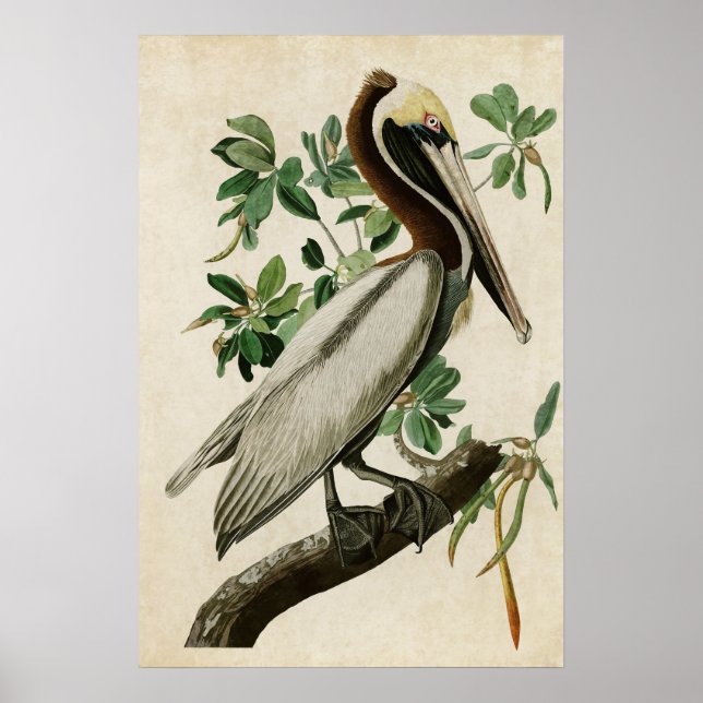 Platte 251 | Brown Pelican | Vögel in Amerika Poster (Vorne)