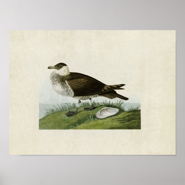 Platte 253 | Jäger | Vögel in Amerika Poster (Vorne)