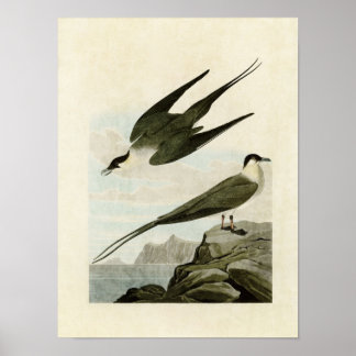 Platte 267 | arktischer Jäger | Vögel in Amerika Poster