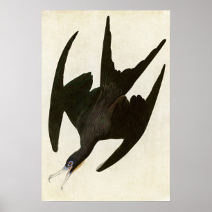 Platte 271 Frigate Pelican Vögel in Amerika Poster