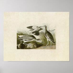Platte 274   Snipe oder Willet Poster