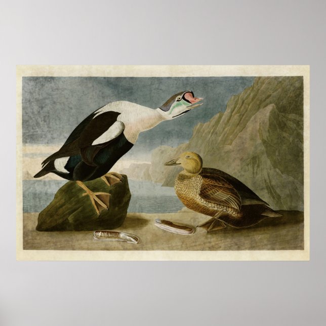 Platte 276 | King Duck | Vögel in Amerika Poster (Vorne)
