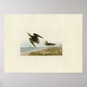 Platte 278 Schinzer Sandpiper Vögel in Amerika Poster