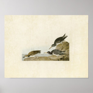 Platte 284 Lila Sandpiper Vögel in Amerika Poster