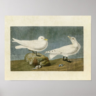 Platte 287 Ivory Gull Vögel in Amerika Poster