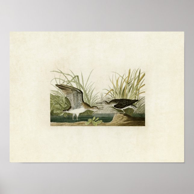 Platte 289 | Solitary Sandpiper | Vögel in Amerika Poster (Vorne)